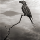 Illustration for article titled Any Animal That Touches This Lethal Lake Turns to Stone